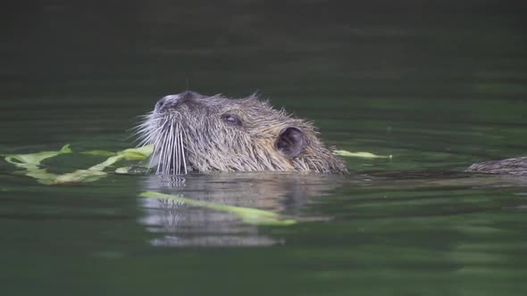 Slow motion, close up head shot of a cute coypu, myocastor coypus; chewing on vegetation and create alt