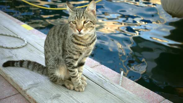 The Cat Near The Sea