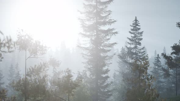 Misty Nordic Forest in Early Morning with Fog alt