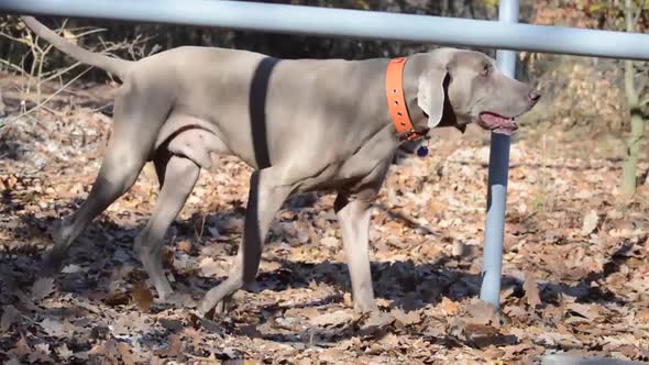 Gray Weimaraner dog out in the Calisthenics workout park. alt