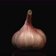 Garlic Turning on Black Background - VideoHive Item for Sale