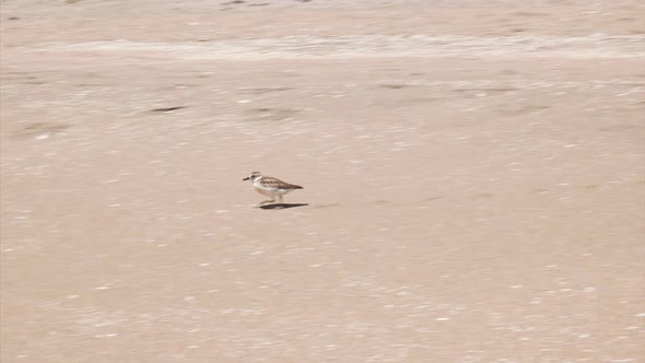 nz dotterel running on a beach alt