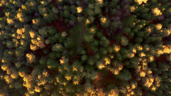 Aerial View of Forest During Calm Autumn Sunset. alt