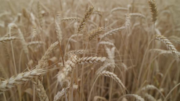 Wheat Field in Morning alt