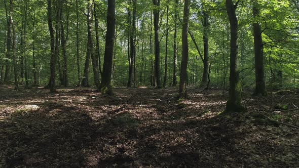 Flying Between Trees in Deciduous Forest