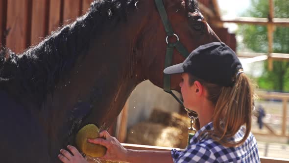 Horsewoman Giving A Bath To Her Bay Horse In The Stable  Horse Being Washed alt