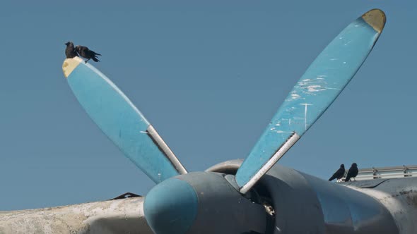 Crows Sit on the Blades of a Propeller alt