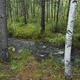 The Forest River Flows Among the Birches in the Forest - VideoHive Item for Sale