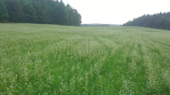 AERIAL with Flight Over Blooming Buckwheat Field alt