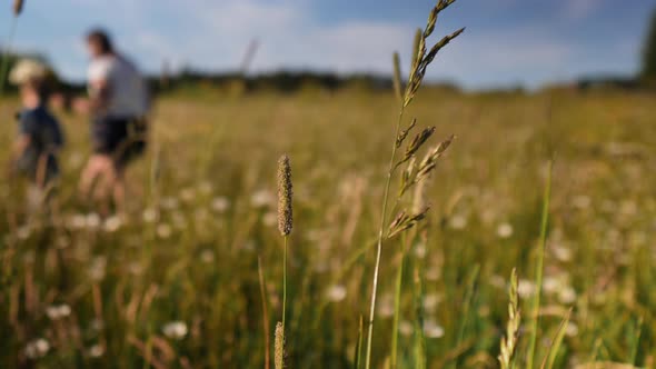 Meadow on a sunny summer day. The family walks in the background. alt