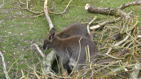 Kangaroos eating alt