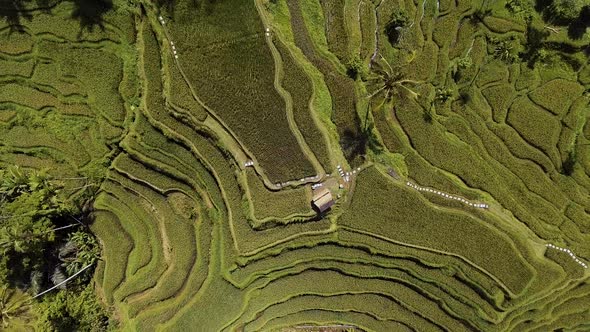 Above Rice Terraces