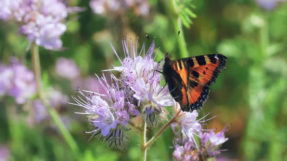 Butterfly sucking nectar on a flower