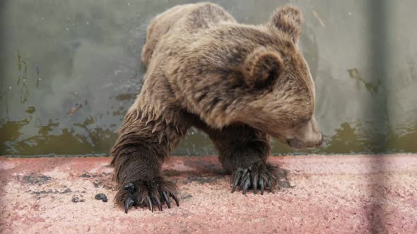 Fluffy Brown Bear Standing in a Pool and Catching Thrown Bread in a Zoo in Slo-mo