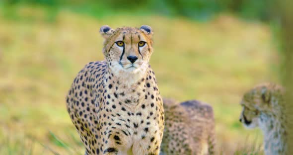 Cheetah Mother with Cubs Looks After Enemies or Prey