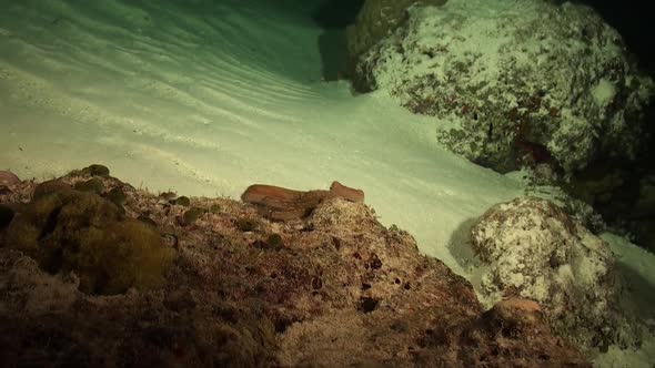 Reef Octopus swimming over coral reef at night in the Red Sea alt