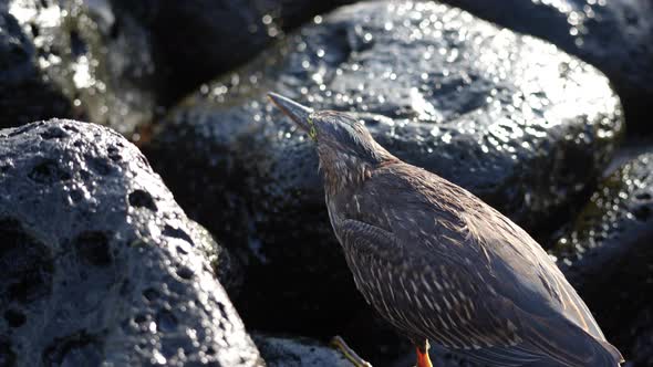 Close Up View Of Lava Heron Perched In Between Lava Rocks In The Galapagos alt