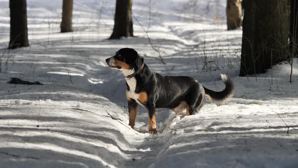 Dog Enjoys with Fresh Snow in the Winter Forest