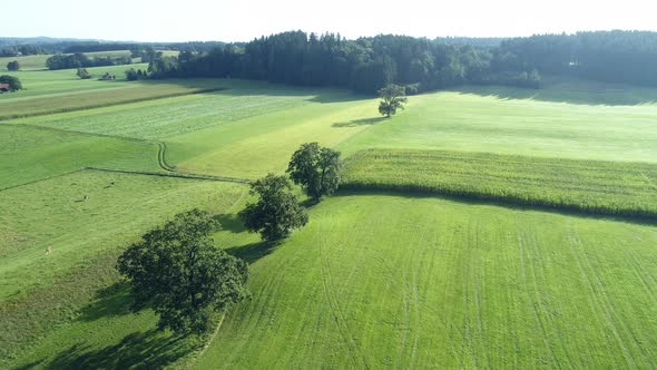 Aerial view of green rural landscape with corn fields, Germany alt