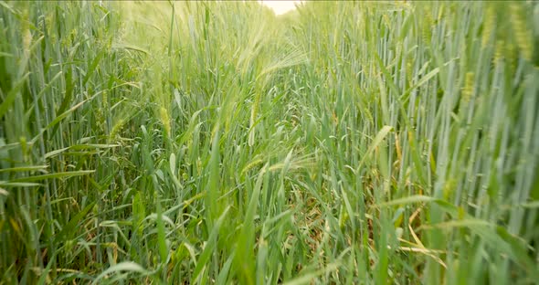 In spring, a walk in a field of cereals. Rye ears