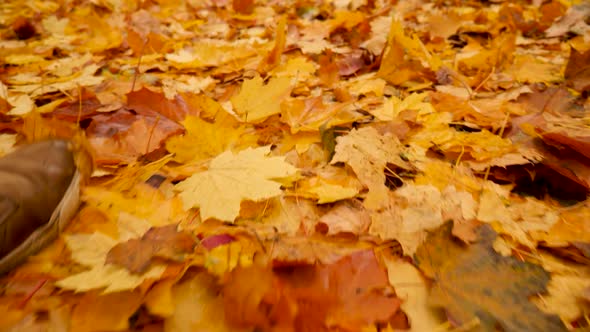 Maple Leaves Autumn Forest Floor