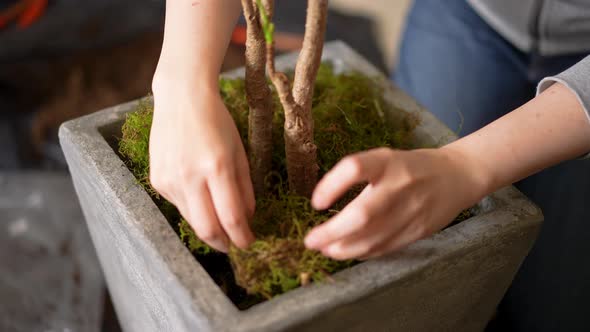 Handling dry moss in the vase of a plant to decorate a room alt