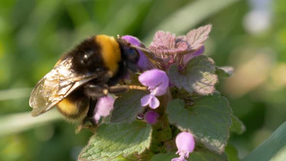 Bumblebee Pink Flower Close Up
