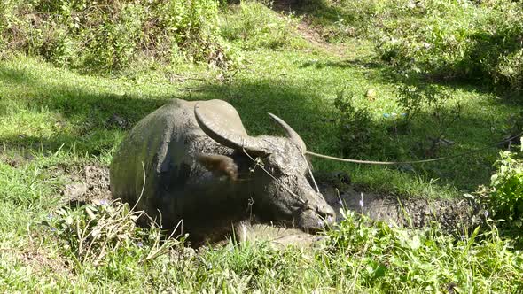 Water buffalo stepping and rolling in a waterpool  alt