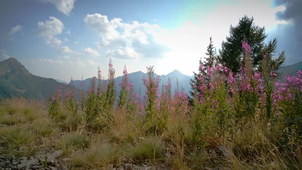 Epilobium Angustifolium Flower alt