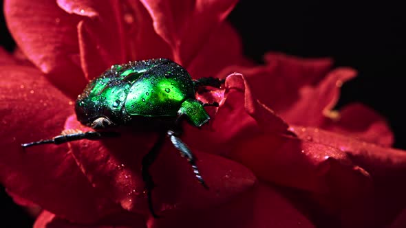Close-up View of Green Rose Chafer - Cetonia Aurata Beetle on Red Rose. Amazing Bug Is Among Petals alt