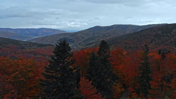 Beautiful and smooth cinematic movement - tilt down. Fly above autumn forest with cloudy weather