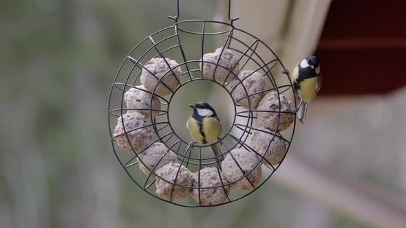 Great tit birds eating fat balls in bird feeder, slow motion medium shot alt