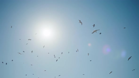 Beautiful Birds with Long Wings and Sunrise in the Background alt