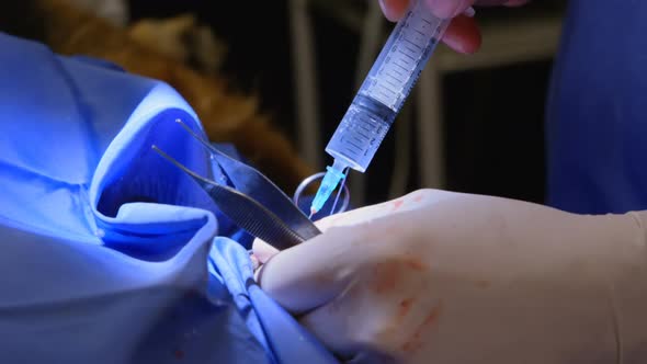 Surgeon operating a dog in operation theater 4k