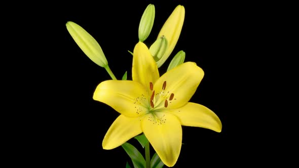 Time Lapse of Opening Beautiful Yellow Lily Flower alt
