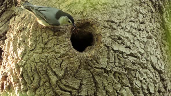 White breasted nuthatch carrying worm into hollow hole of mossy green woodland tree trunk alt