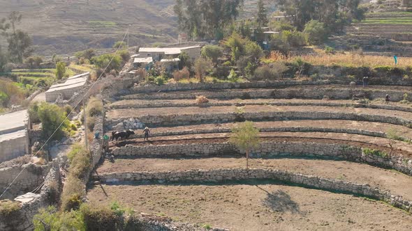 Aerial shot of sowing by Yanaquihua bulls, Arequipa Peru, a tradition that is still maintained in sa alt