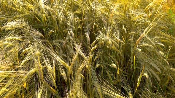 Sunset or sunrise on a wheat field. Summer rural landscape. Golden ripe cereal, wheat ears close up.