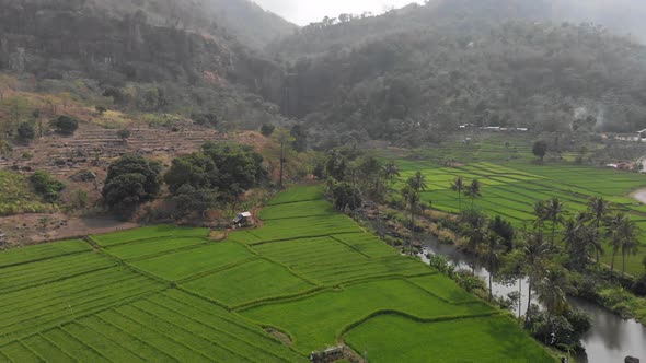 Aerial view clip of green rice field terraces in Indonesia.	