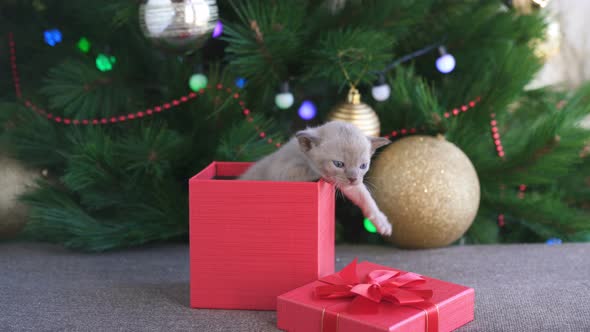 Beige Burmese Kitten Crawls Out of a Gift Box Standing Near a Christmas Tree