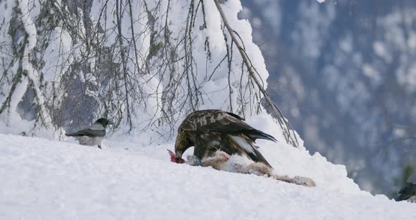 Environmental View of Golden Eagle Eating on a Dead Animal in Mountains at Winter alt