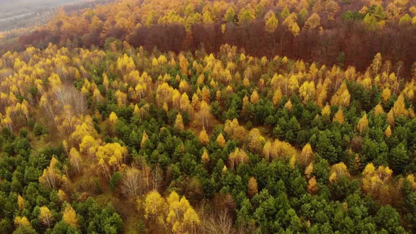Amazing aerial birds eye view forest, trees at fall season.