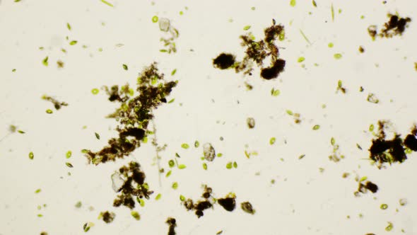 Freshwater Phacus Under The Microscope alt