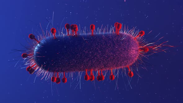 Many bacteriophages or phages surrounding and infecting single bacterium. alt