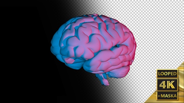 Computer Model of the Human Brain
