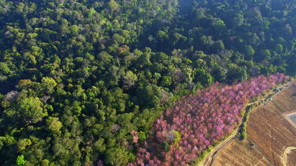 Prunus cerasoides bloom in tropical forests in northern Thailand alt