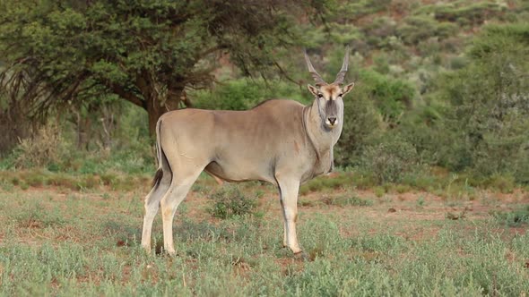 Male Eland Antelope - Mokala National Park alt
