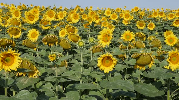 Yellow heads of Helianthus annuus by the day slow motion footage
