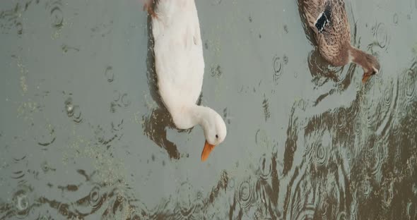 Vertical Footage  White Domestic Geese and Ducks Swim in Pond on Farm