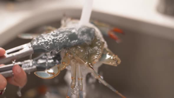 Fresh Shrimp being Washed